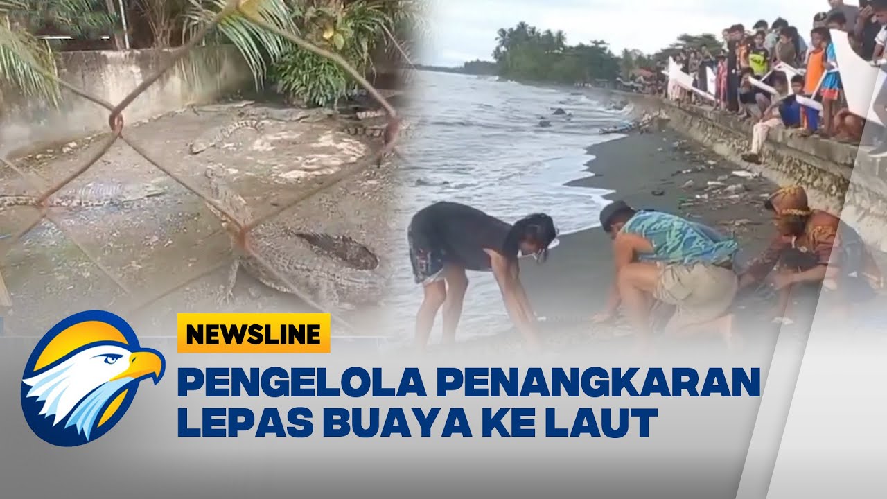 METRO: Crisis at Crocodile Sanctuary: Animals Released into the Sea
