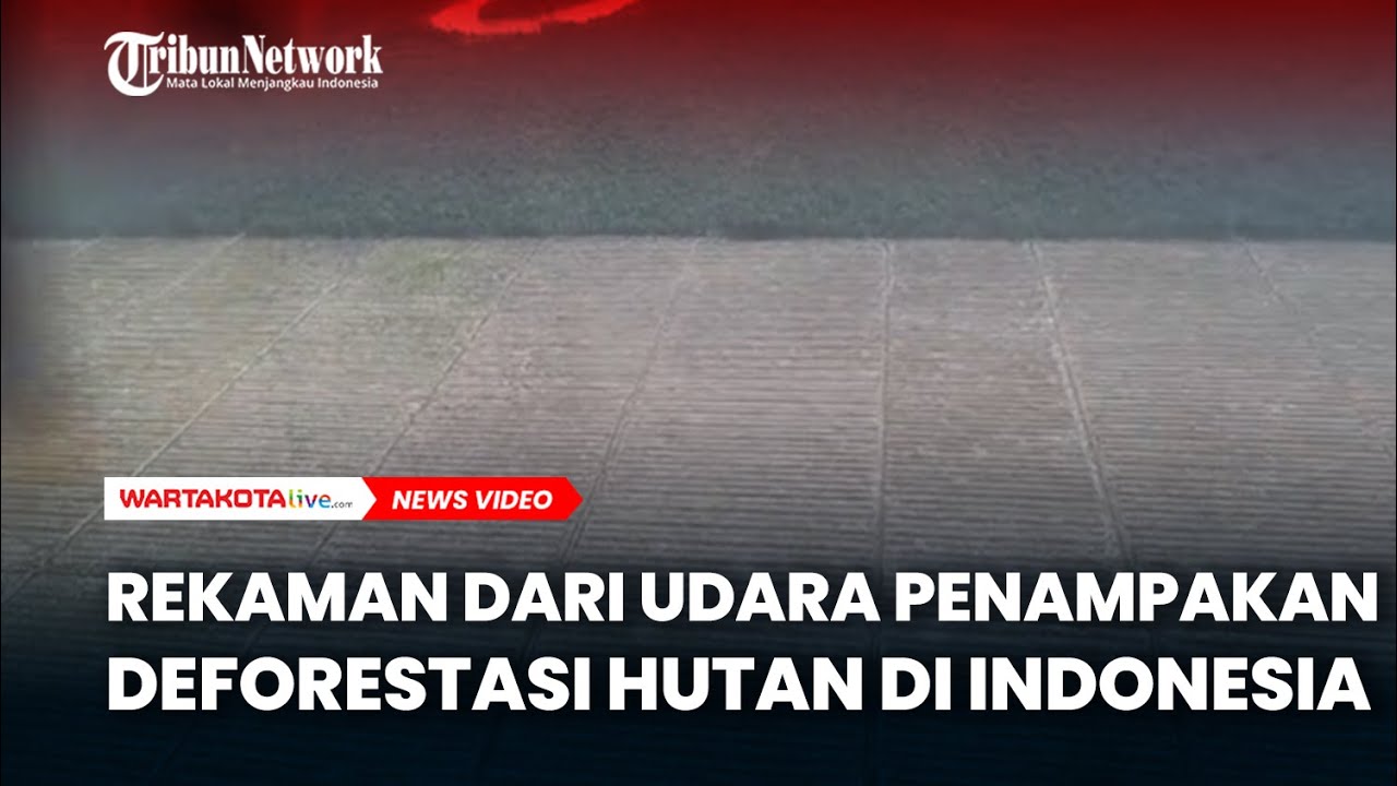 Warta Kota Production: US Influencer Exposes Deforestation in Indonesia