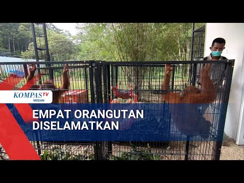 Kompas TV Medan: Indonesia Repatriates Four Baby Orangutans from Thailand