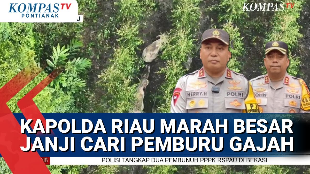 Kompas TV Pontianak: Investigation Underway After Protected Sumatran Elephant Shot Dead in Riau